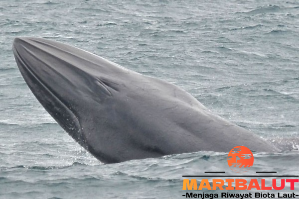 Paus Bryde: Menjelajahi Habitat Asli di Lautan Tropis