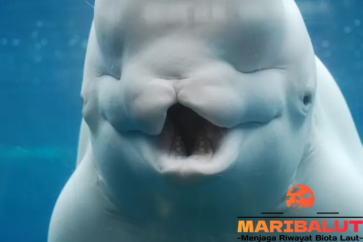 Paus Beluga: Mengungkap Keindahan Dunia Bawah Laut Arktik