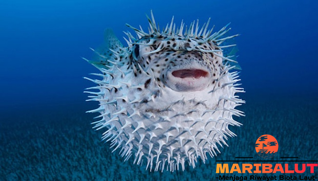 Ikan Buntal: Keindahan dan Bahaya Tersembunyi Darinya