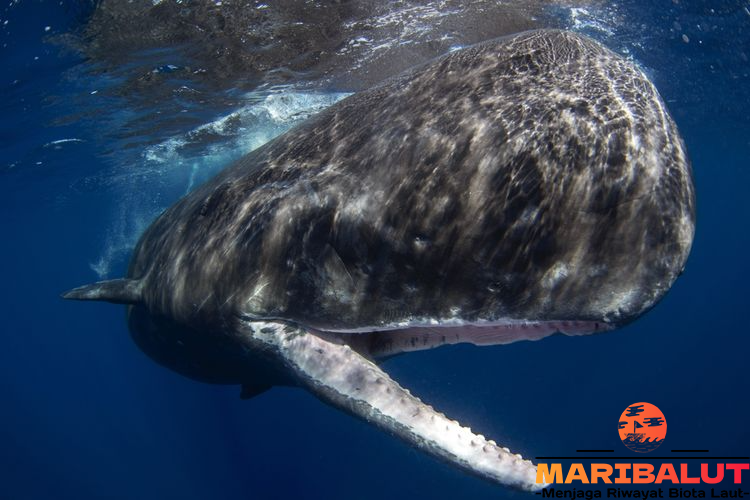 Paus Spermaseti: Rahasia Habitat Asli di Samudra