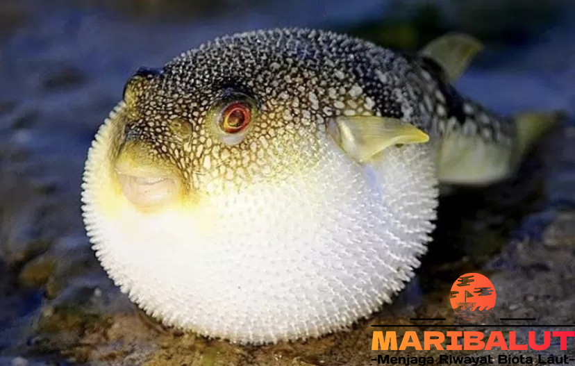 Ikan Buntal: Keindahan dan Bahaya Tersembunyi Darinya
