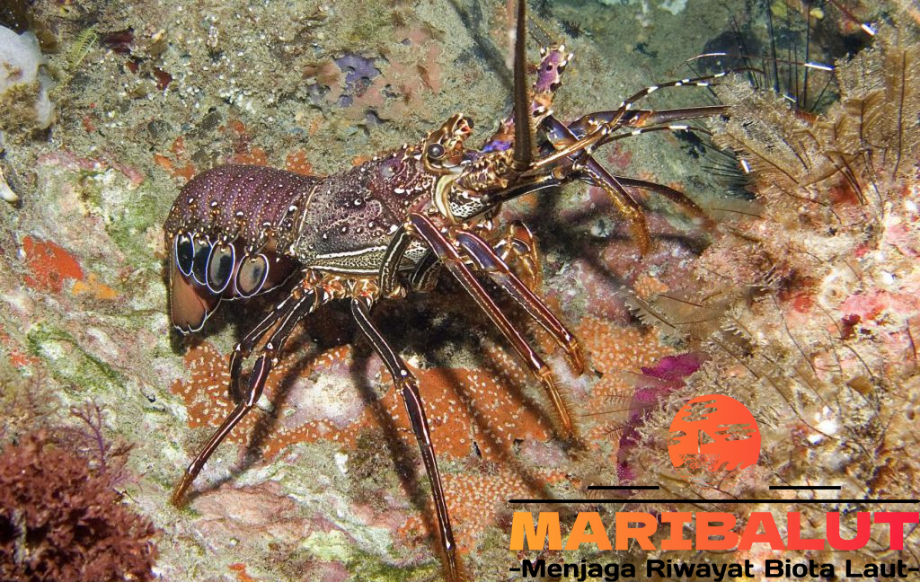 Lobster Pasir (Panulirus homarus): Si Mutiara Laut Habitat Aslinya