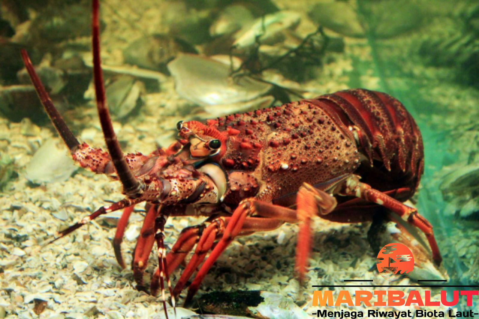 Lobster Pasir (Panulirus homarus): Si Mutiara Laut Habitat Aslinya