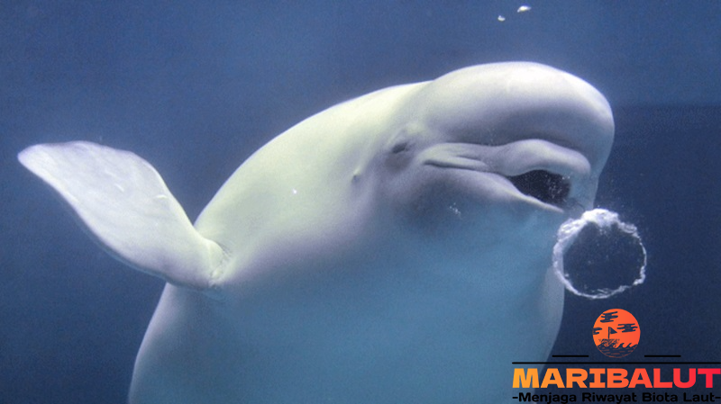 Paus Beluga: Mengungkap Keindahan Dunia Bawah Laut Arktik