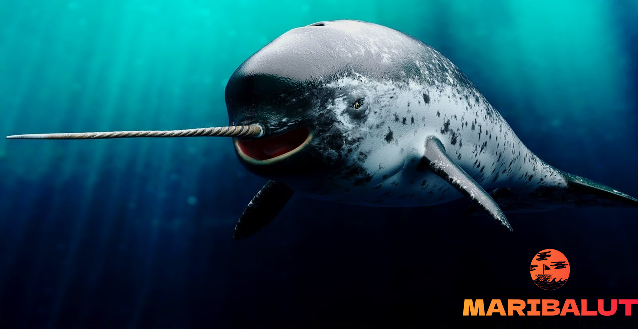 Paus Tanduk: Keajaiban Laut yang Menakjubkan dan Langka
