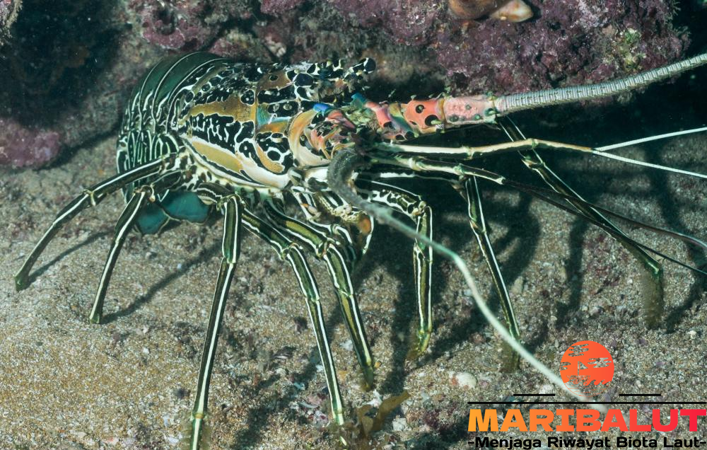 Lobster Batik: Eksplorasi Keindahan di Perairan Nusantara