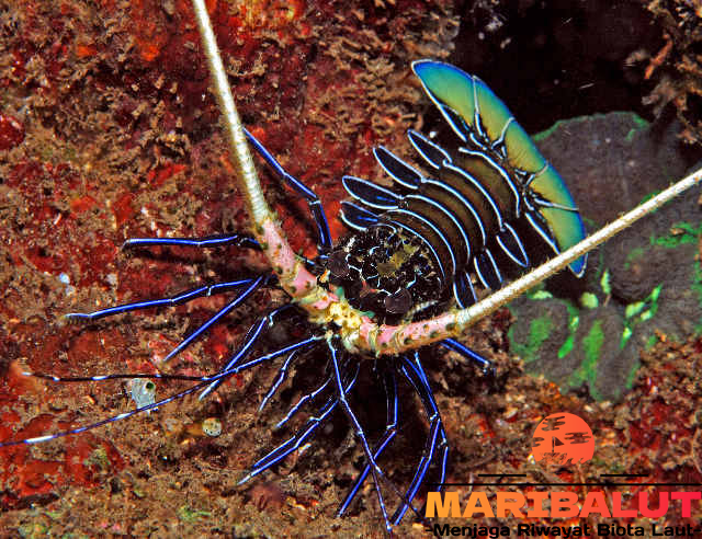 Lobster Batik: Eksplorasi Keindahan di Perairan Nusantara 