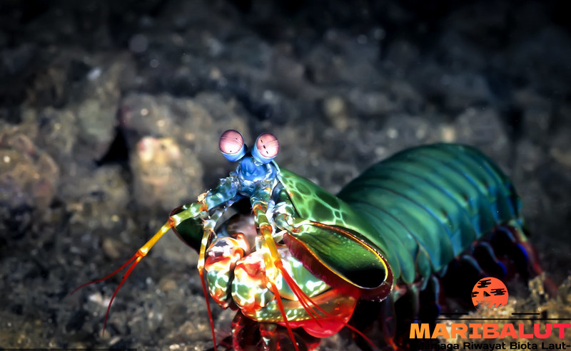 Udang Mantis: Menjelajahi Habitat Aslinya yang Misterius di Lautan