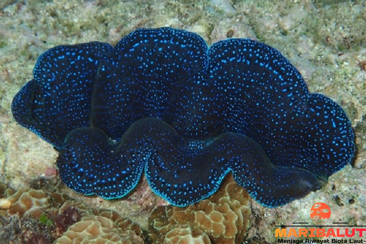 Kima Kerang Raksasa Menjadi Simbol Laut yang Langka