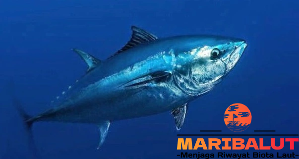 Ikan Tuna Albakora: Mengenal Habitat Aslinya di Lautan Terbuka