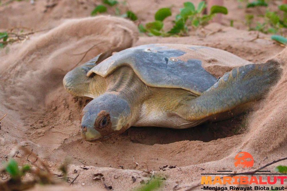 Penyu Pipih: Menjelajahi Habitat Asli di Terumbu Karang Australia