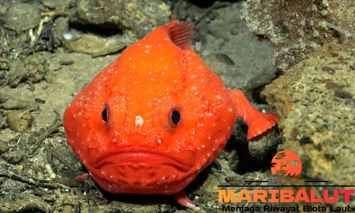 Coffinfish: Menyelami Habitat Asli Ikan Misterius di Laut Dalam
