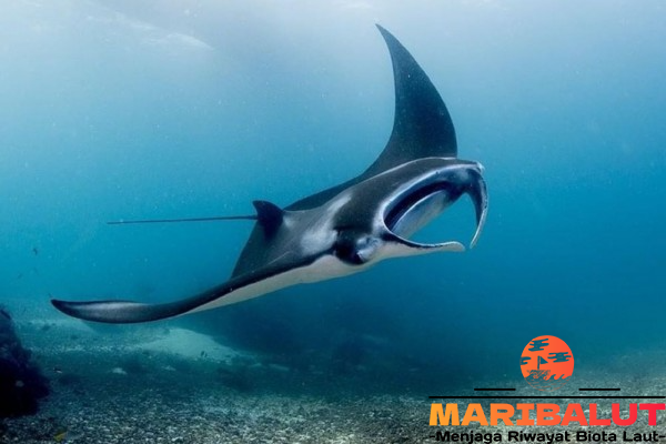Ikan Pari Manta: Keajaiban Laut dengan Ukuran Raksasa