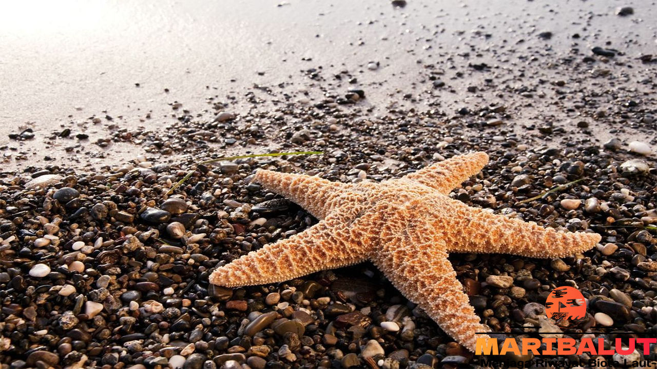 Bintang Laut: Habitat Alaminya dan Ekosistem Laut