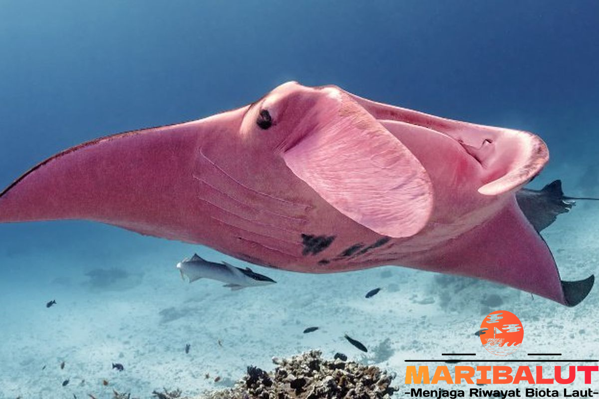 Ikan Pari Manta: Keajaiban Laut dengan Ukuran Raksasa