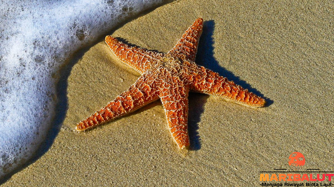 Bintang Laut: Habitat Alaminya dan Ekosistem Laut