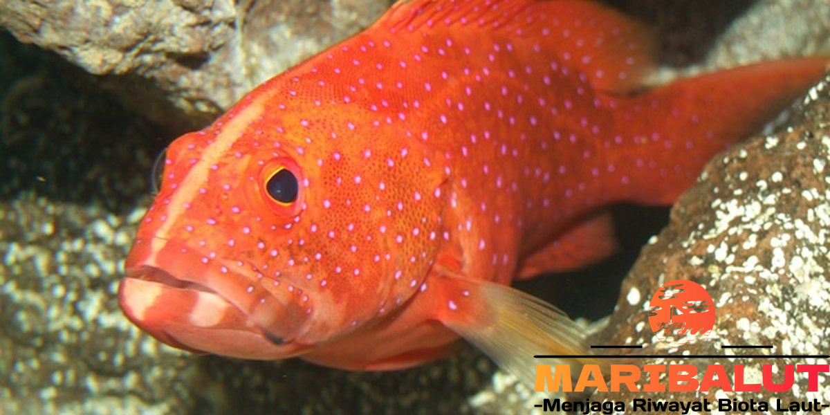Ikan Kerapu Sunu: Rahasia Habitat Asli di Perairan Nusantara