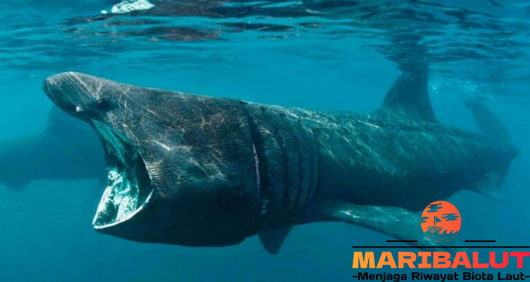 Hiu Basking: Fakta Menarik Ikan Terbesar Kedua di Dunia
