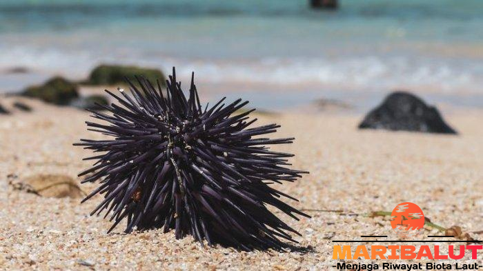 Bulu Babi dan Habitat Aslinya: Fakta Menarik dari Dasar Laut