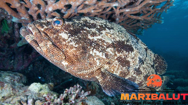 Ikan Kerapu Macan: Menjelajahi Kehidupan di Lautan Tropis