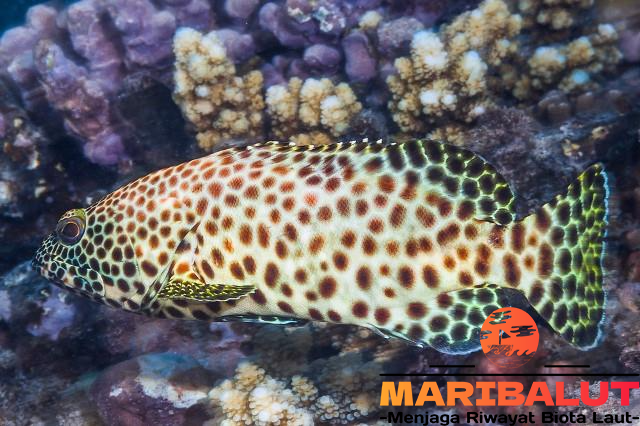 Ikan Kerapu Macan: Menjelajahi Kehidupan di Lautan Tropis