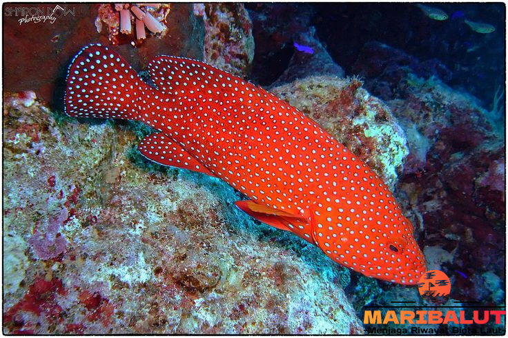 Ikan Kerapu Sunu: Rahasia Habitat Asli di Perairan Nusantara