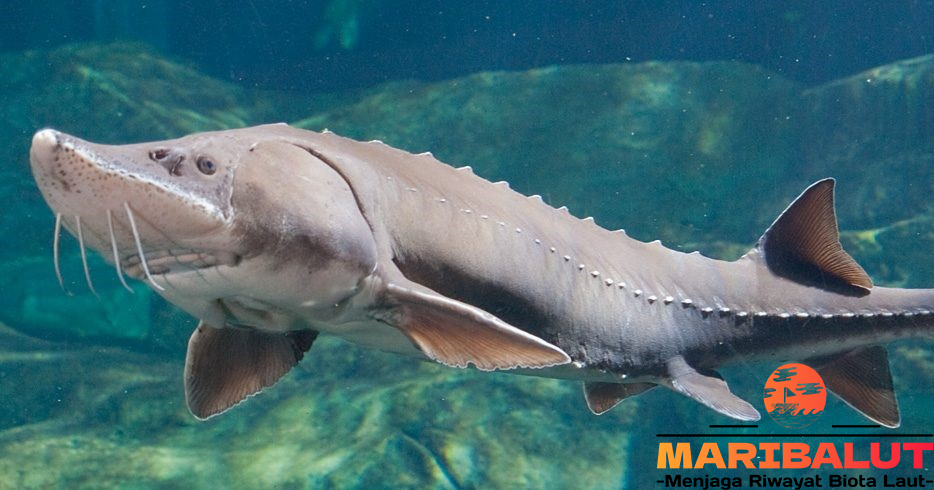 Ikan Sturgeon: Menyelami Kehidupan Spesies Eksklusif Ini