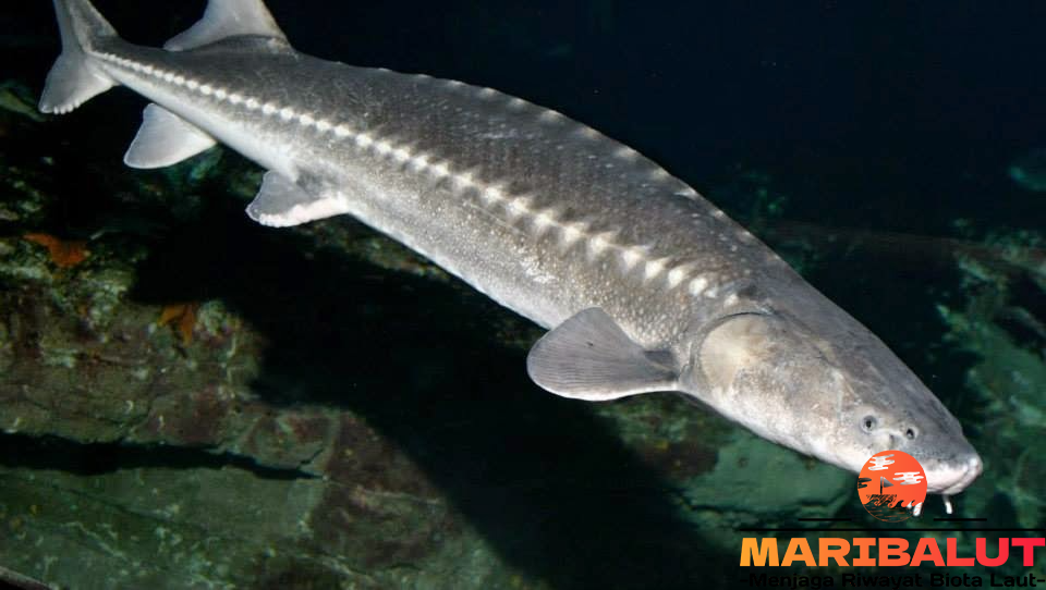 Ikan Sturgeon: Menyelami Kehidupan Spesies Eksklusif Ini