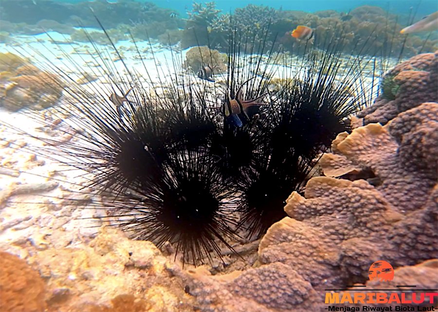Bulu Babi dan Habitat Aslinya: Fakta Menarik dari Dasar Laut