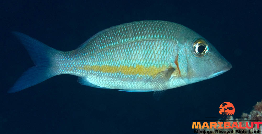 Ikan Lencam: Jelajahi Habitat Aslinya di Laut Tropis