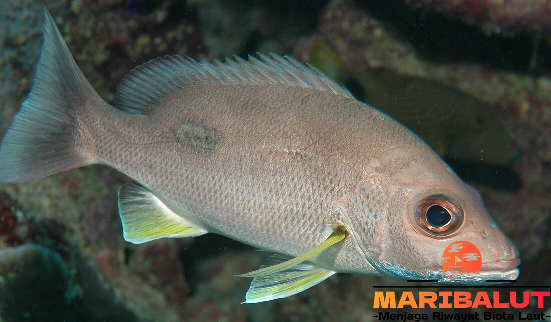 Ikan Lencam: Jelajahi Habitat Aslinya di Laut Tropis