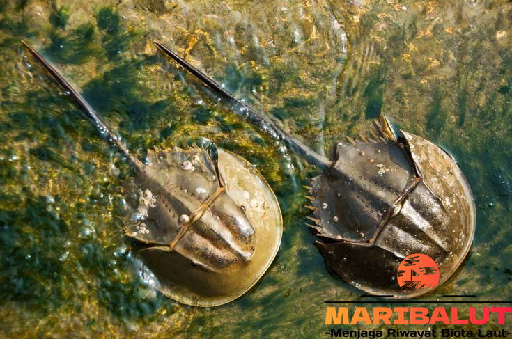 Belangkas: Kehidupan di Perairan Tropis yang Eksotis