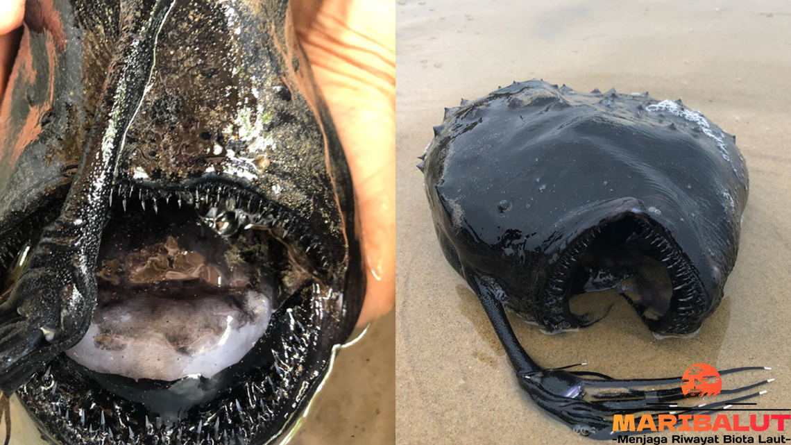 Anglerfish: Rahasia Kehidupan di Habitat Laut Terdalam