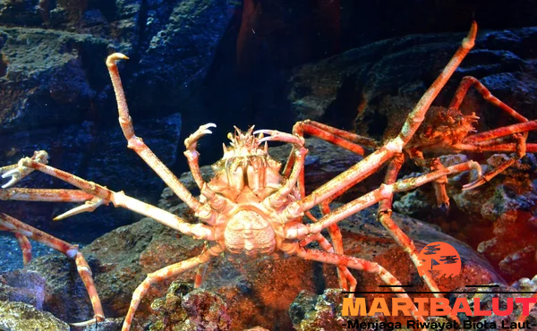 Kepiting Laba-laba: Temukan Habitat dan Cara Adaptasinya di Laut