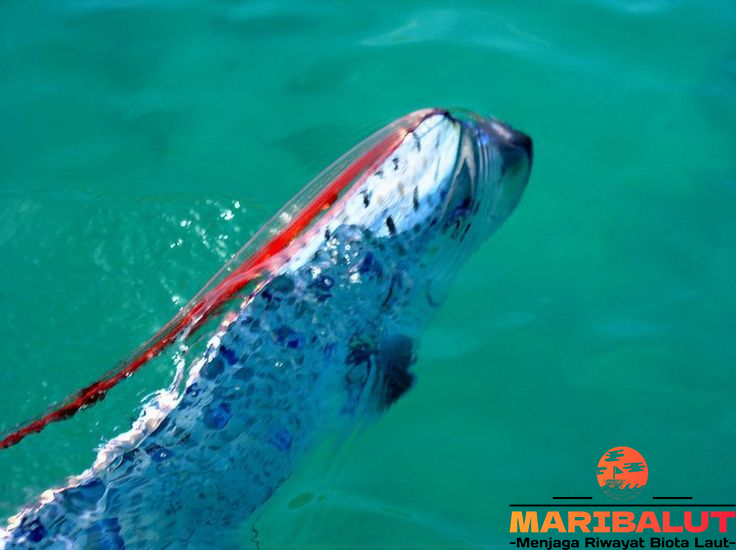 Oarfish, Ikan Penghuni Laut Dalam: Habitat Aslinya Misterius?