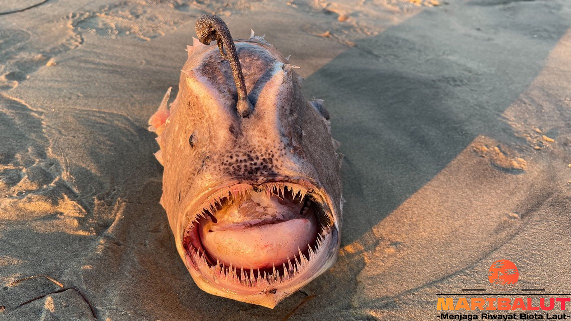 Anglerfish: Rahasia Kehidupan di Habitat Laut Terdalam
