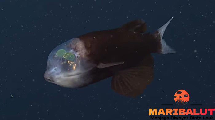 Ikan Mata-Gentong: Keunikan dan Keberadaannya di Lautan