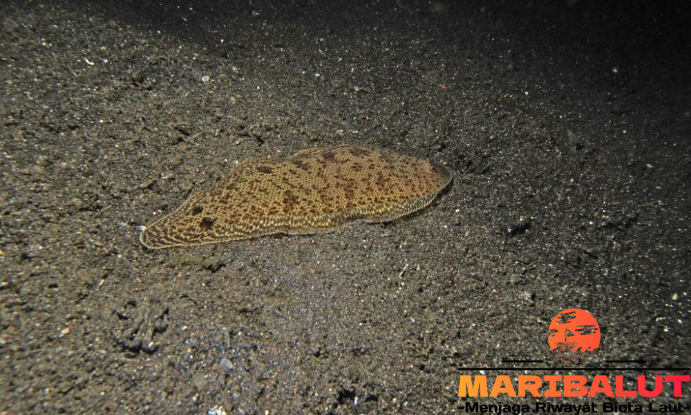 Ikan Lidah: Dimana Mereka Hidup dan Berkembang Biak?