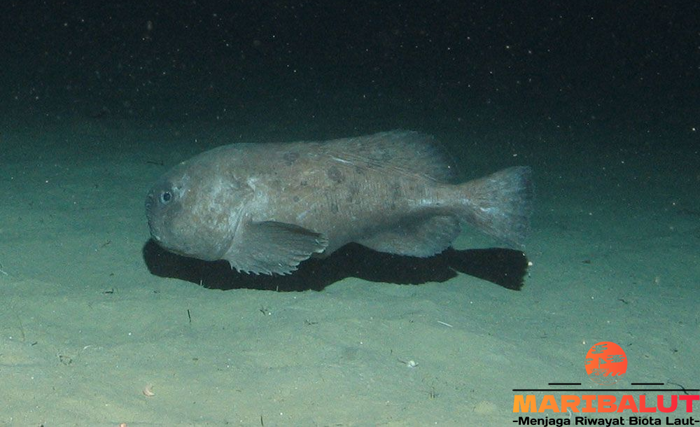 Ikan Blobfish yang Menakjubkan: Rahasia di Kedalaman Samudra