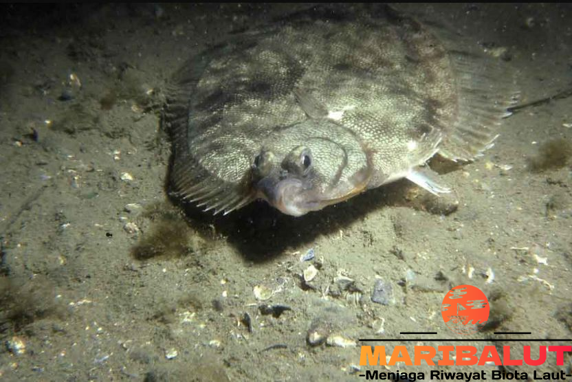 Ikan Sebelah: Habitat Asli dan Cara Beradaptasi di Lautan