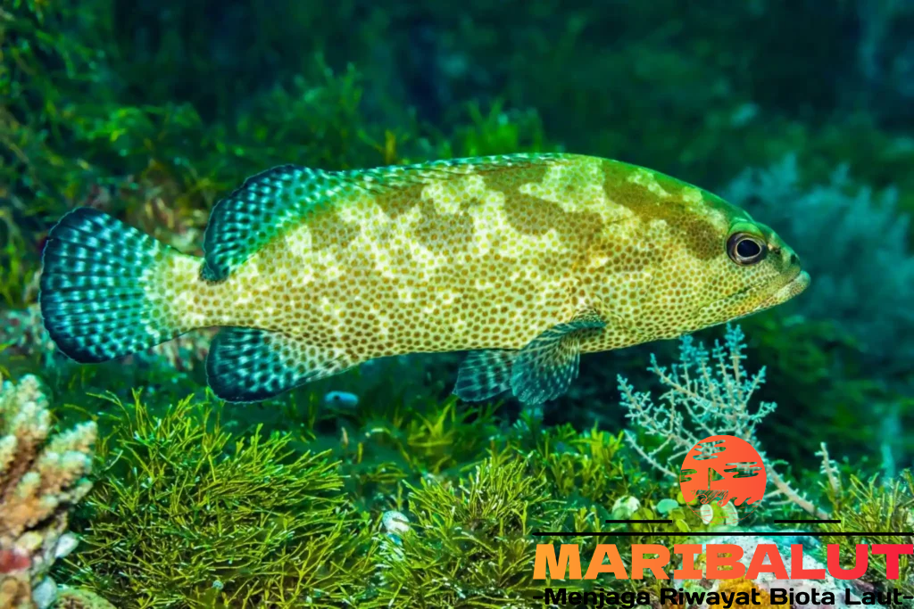 Ikan Kerapu Batik: Habitat Aslinya dan Mengapa Ia Istimewa?
