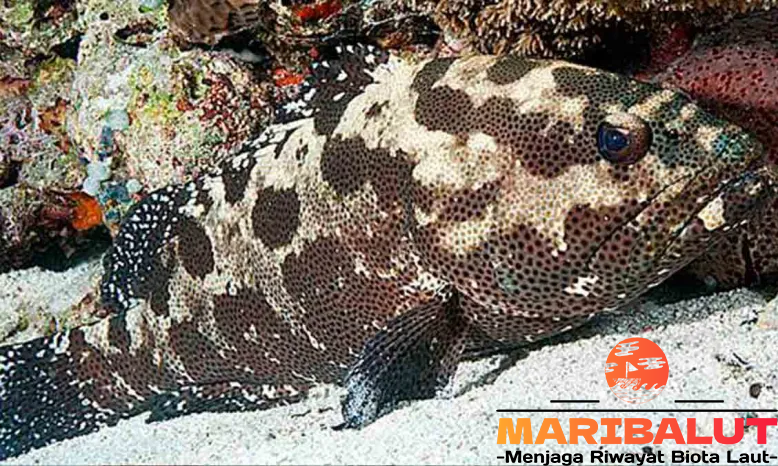 Ikan Kerapu Batik: Habitat Aslinya dan Mengapa Ia Istimewa?