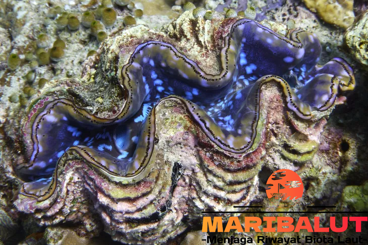 Kima Kerang Raksasa Menjadi Simbol Laut yang Langka