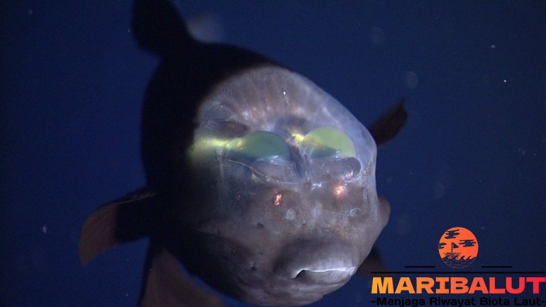 Ikan Mata-Gentong: Keunikan dan Keberadaannya di Lautan