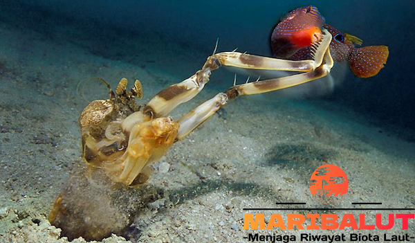 Udang Mantis: Menjelajahi Habitat Aslinya yang Misterius di Lautan
