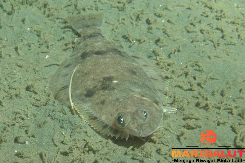 Ikan Sebelah: Habitat Asli dan Cara Beradaptasi di Lautan