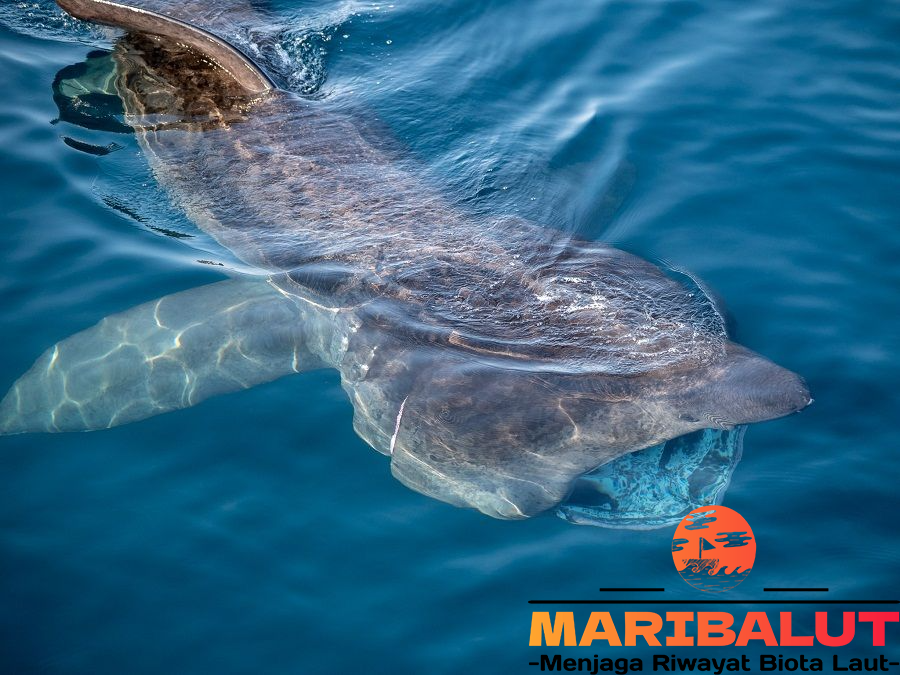 Hiu Basking: Fakta Menarik Ikan Terbesar Kedua di Dunia