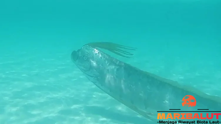 Oarfish, Ikan Penghuni Laut Dalam: Habitat Aslinya Misterius?