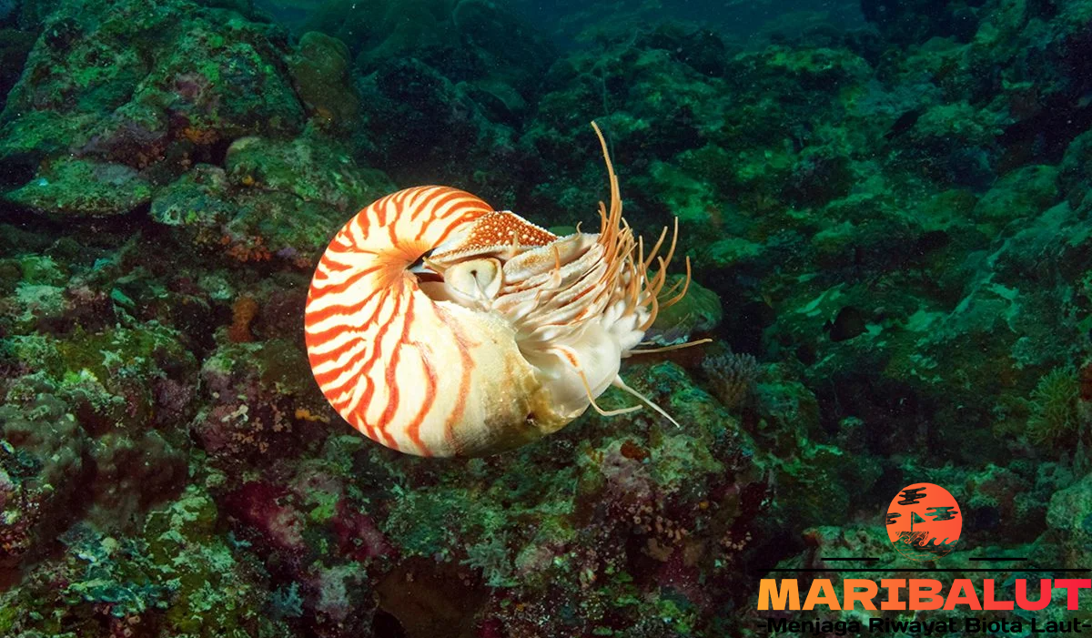 Nautilus: Spesies Purba dengan Habitat Unik di Kedalaman Laut