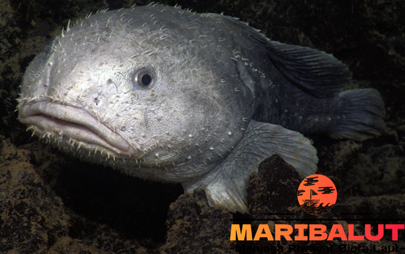 Ikan Blobfish yang Menakjubkan: Rahasia di Kedalaman Samudra